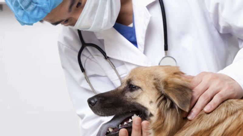 Images Clinica Veterinaria Associata dei Dottori Pieragostini & Petroni