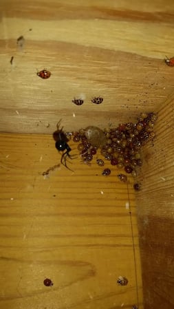 Images Goose Pest Control