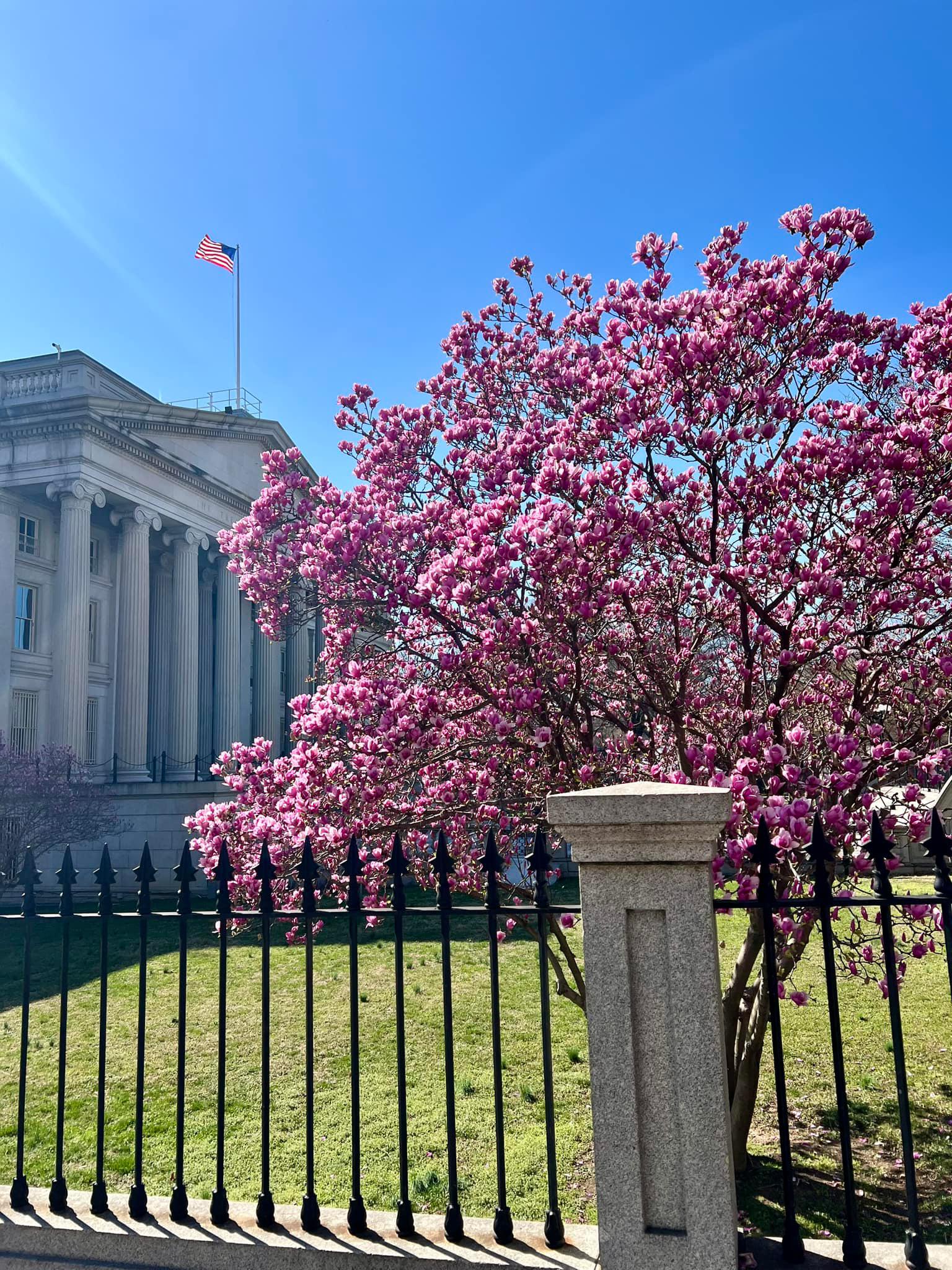 It’s almost here! Mark your calendars for the Cherry Blossom Festival!