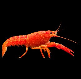 Seahorse Aquariums 9