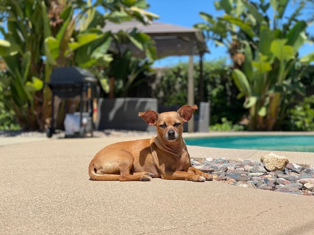 Images Melrose La Brea Animal Hospital