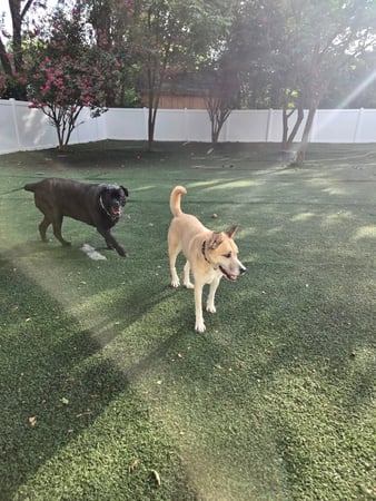 Images Wag Watchers DayCare & Spa
