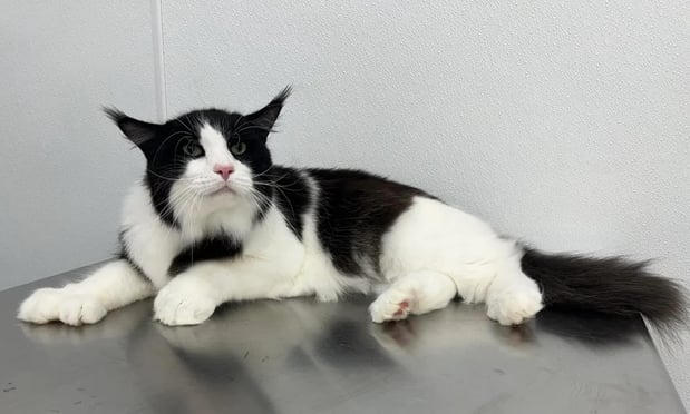 Images The Vintage Groomer