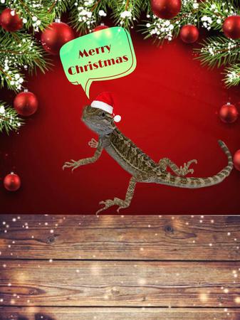 Images Frank's Pet Shop