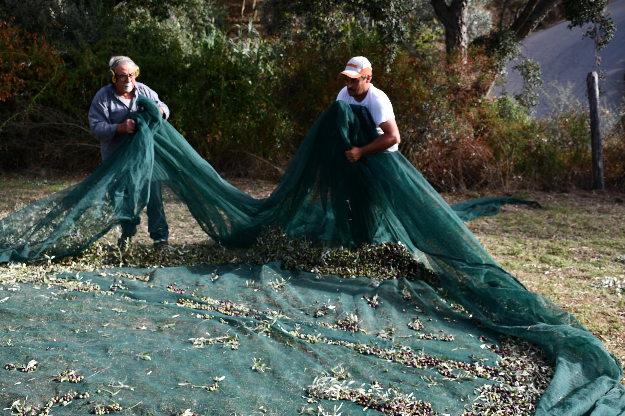 Images AZIENDA AGRICOLA MIRACCO ATANASIO FRANCO