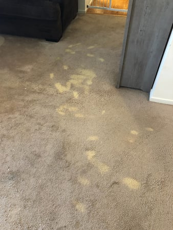 Images Carpet Pro Carpet Cleaning & Dyeing