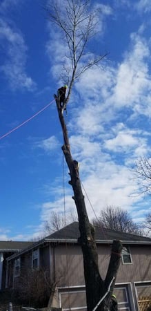 Images Perez Landscape and Trees LLC