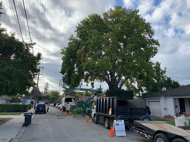 Images Ned Patchett Tree Care & Consulting