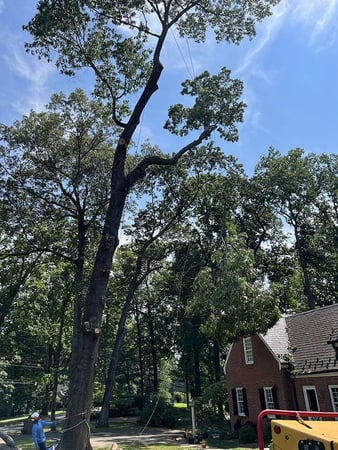 Images Myers Tree Service