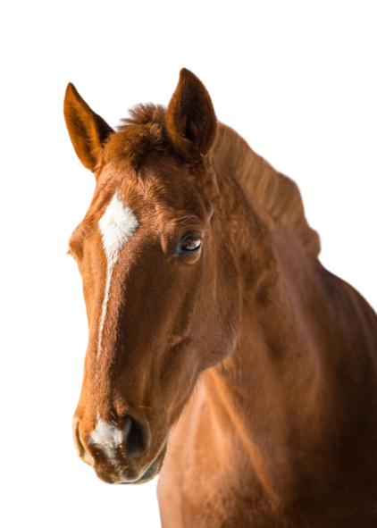 Images Quiliano Riding Club S.D.A.