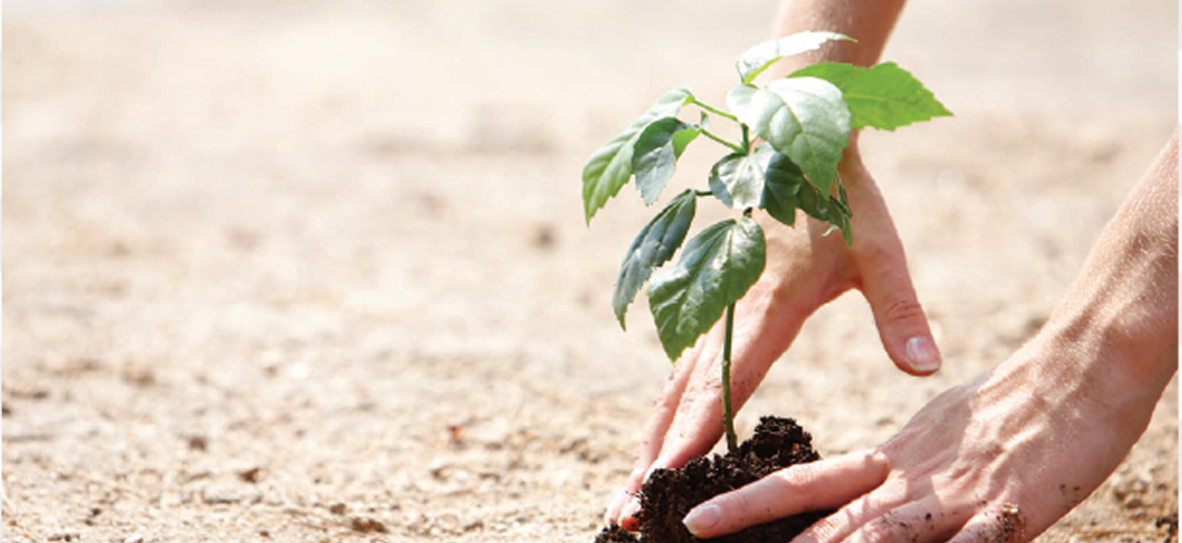 Close-up of a person planting a sapling.