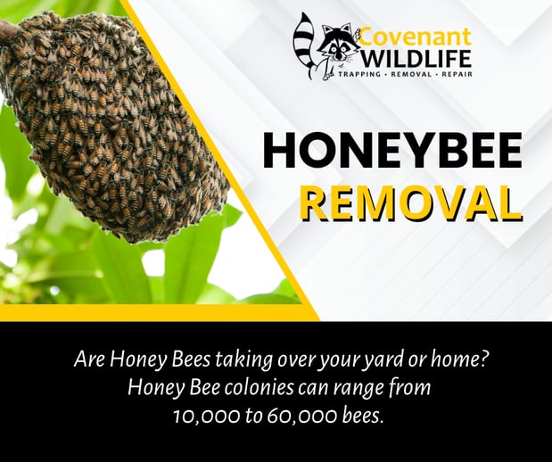 Images Covenant Wildlife