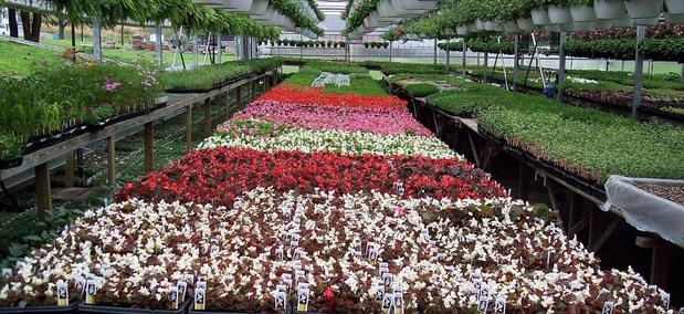 Images Freed's Greenhouse & Nursery