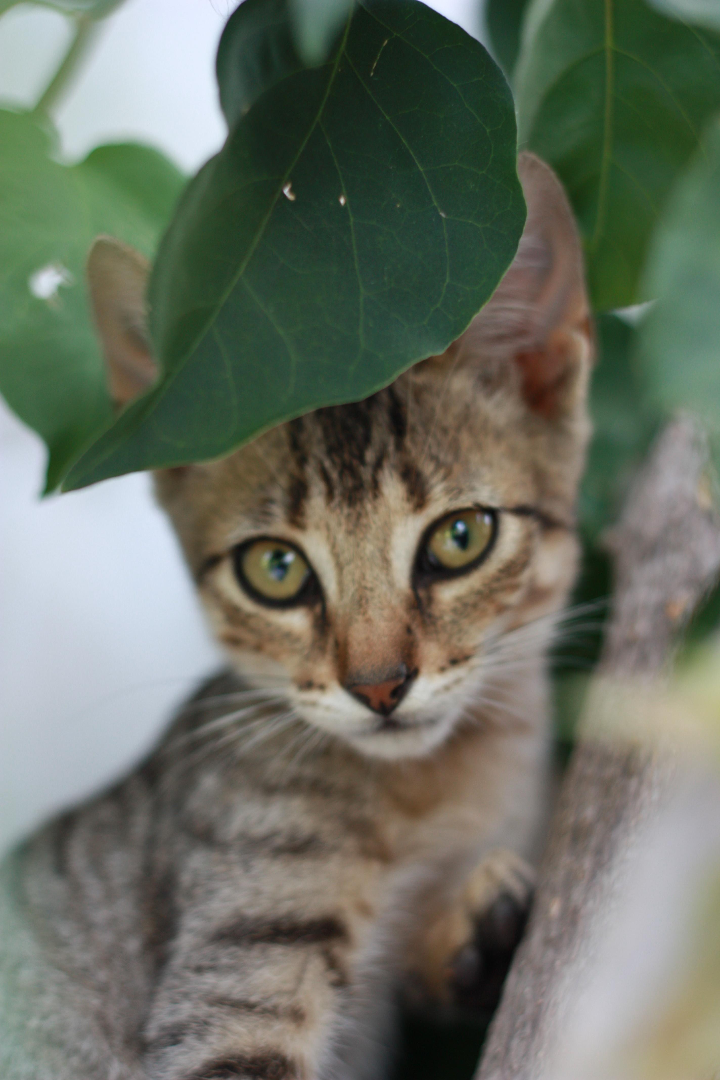 Images Pet People Vets - East Sheen