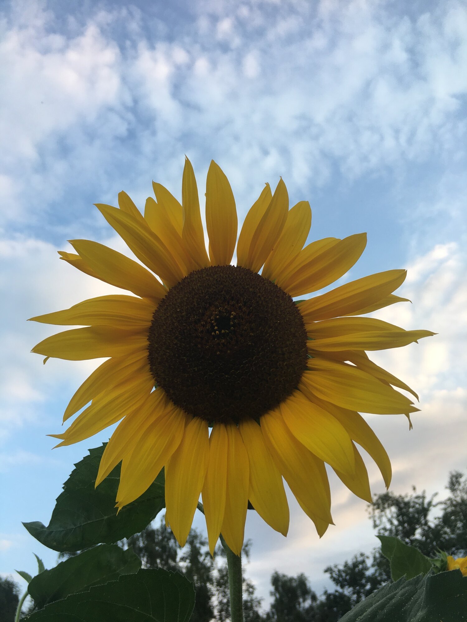 Images Cornwall Massage & Yoga Therapy with Cate Manby