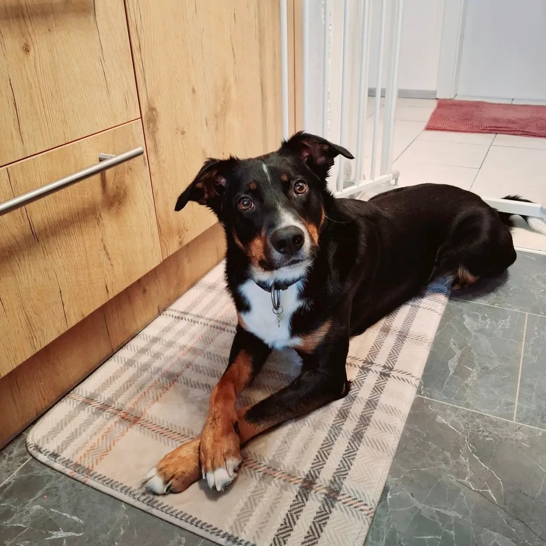 Bild 3 von Tierschutz Bezirk Liezen - Tierheim Trieben