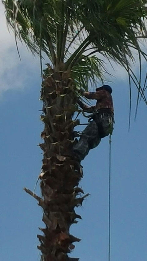 SA Total Tree Service Photo