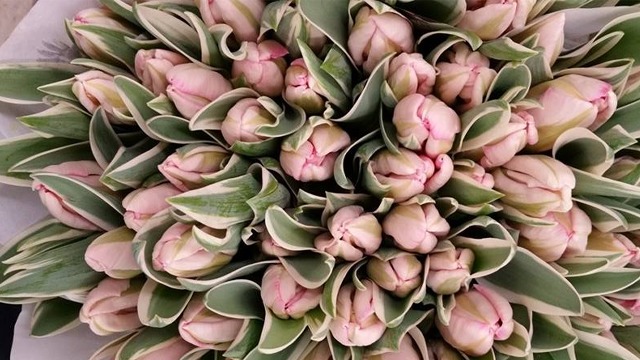 Images Florahallen i Årsta AB