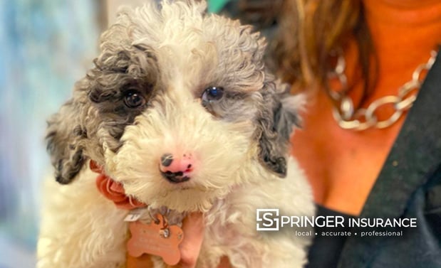 Images Springer Insurance