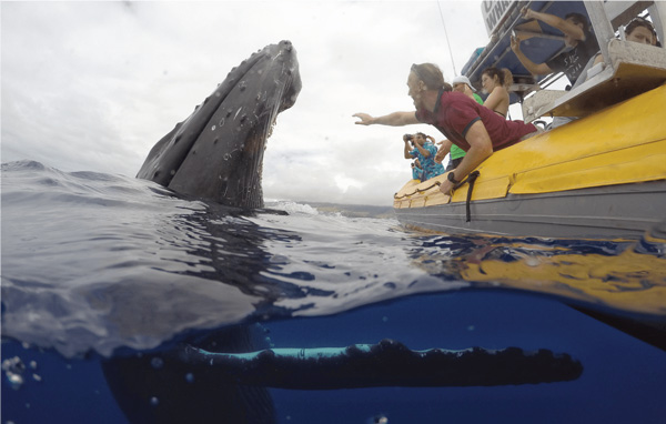 Whale Watching Maui Tour