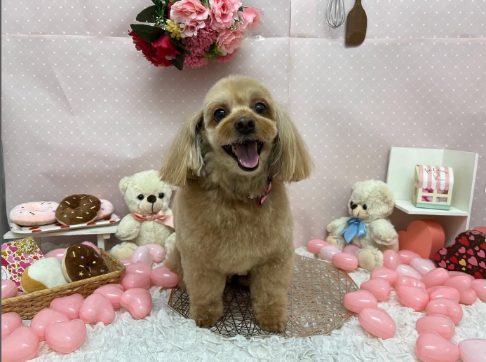 Images ペットショップ 犬の家