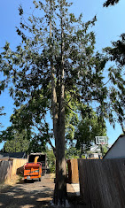 Images Alexa's Tree Service