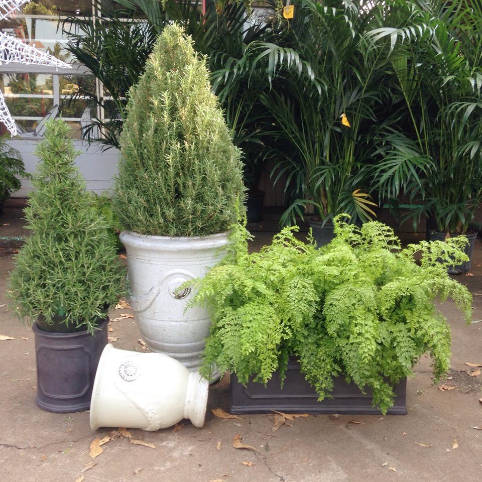 Great selection of indoor and out door plants Tall Plants Houston (713)464-8671