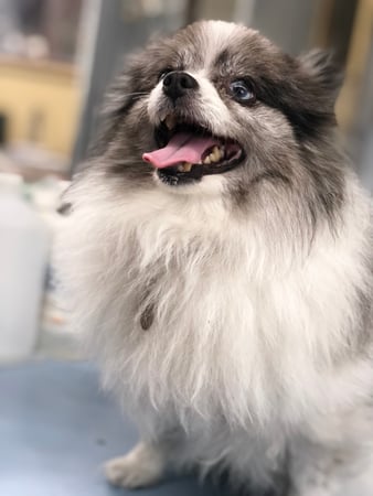 Images Melrose La Brea Animal Hospital