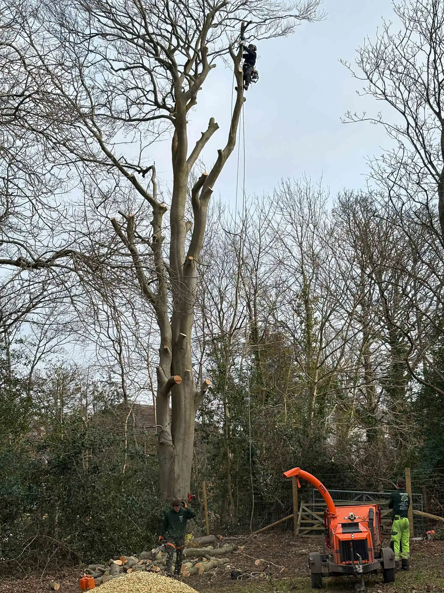 Images Arborist Tree Surgeons