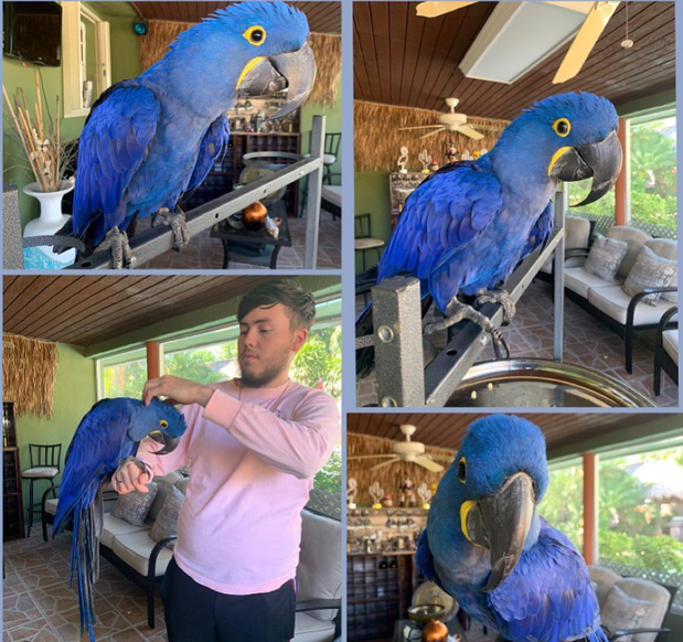Images Macaw Bird Ranch