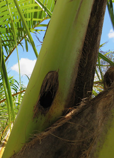 Images Aloha Tree Savers