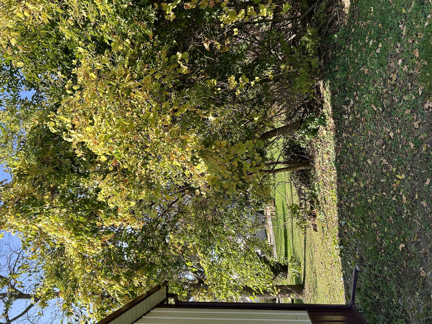 Crewslocalservice provides high-quality and affordable tree services tailored to meet the needs of homeowners and businesses. Our cost-effective solutions ensure that tree care remains accessible without compromising on reliability or professionalism. We are committed to delivering excellent service while helping customers maintain safe and beautiful outdoor spaces.