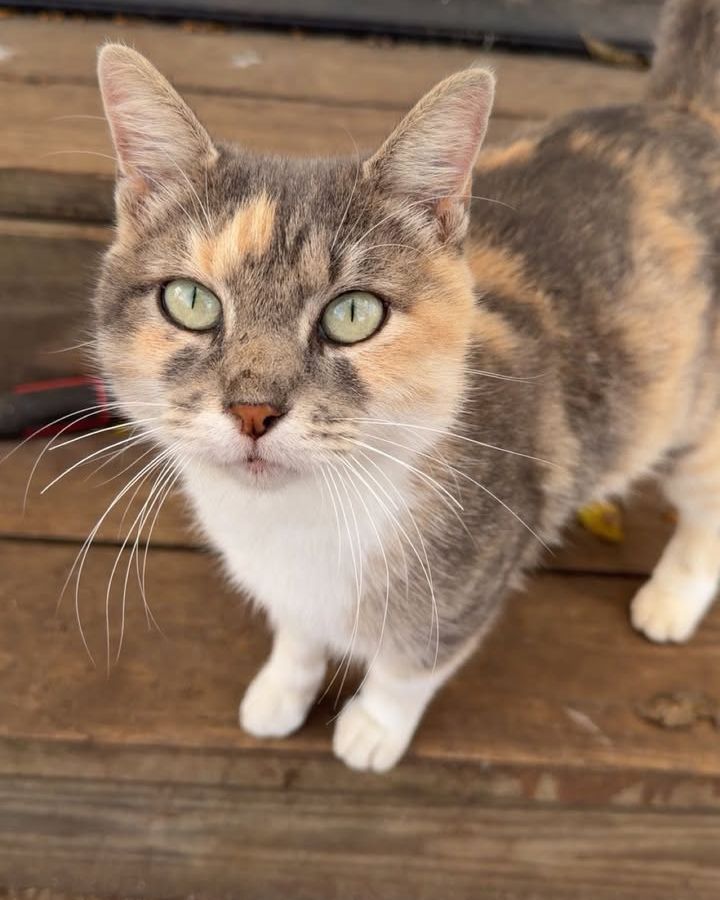 Dog, cats, bunnies, and goats, oh my! Happy National Pet Day. Celebrate the joy pets bring every day, and keep your message clear of restricted terms like best or protect.