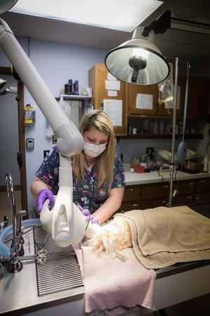 Images Dwight Veterinary Clinic