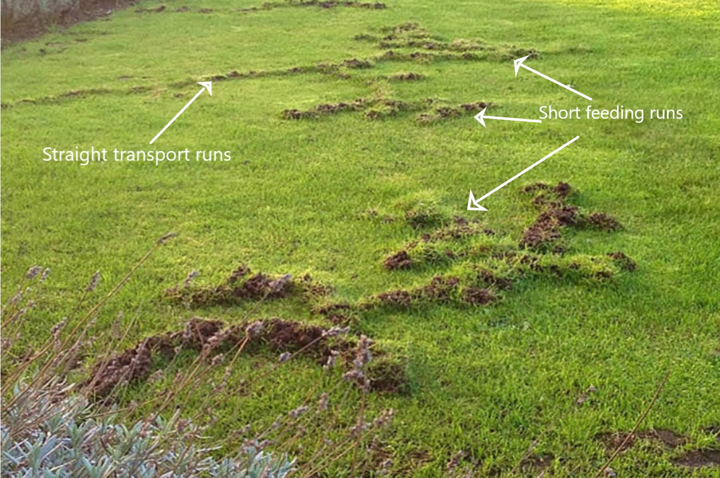 A lawn that has been damaged by mole activity showing the routs that moles take under the surface.