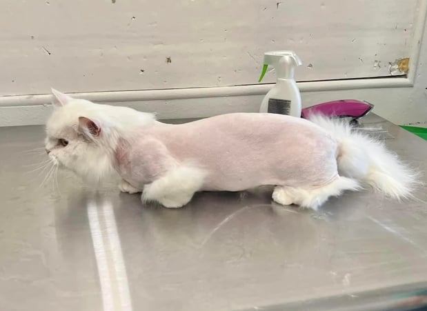 Images The Vintage Groomer