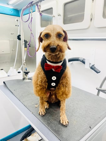 Images Pet, Rinse, Repeat Grooming, Mobile, Salon & Boarding