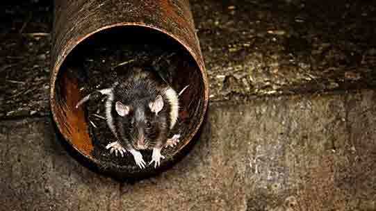 Images Johnsens Entreprenør Og Kloakservice ApS