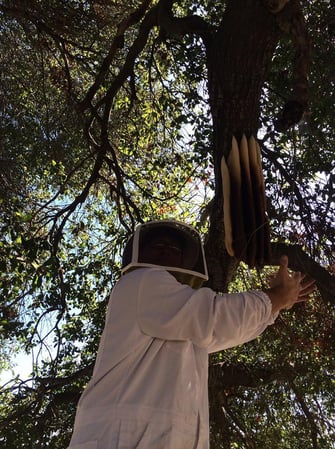 Images Bee Free Bee Removal