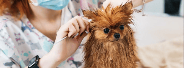 Images Paw Envy