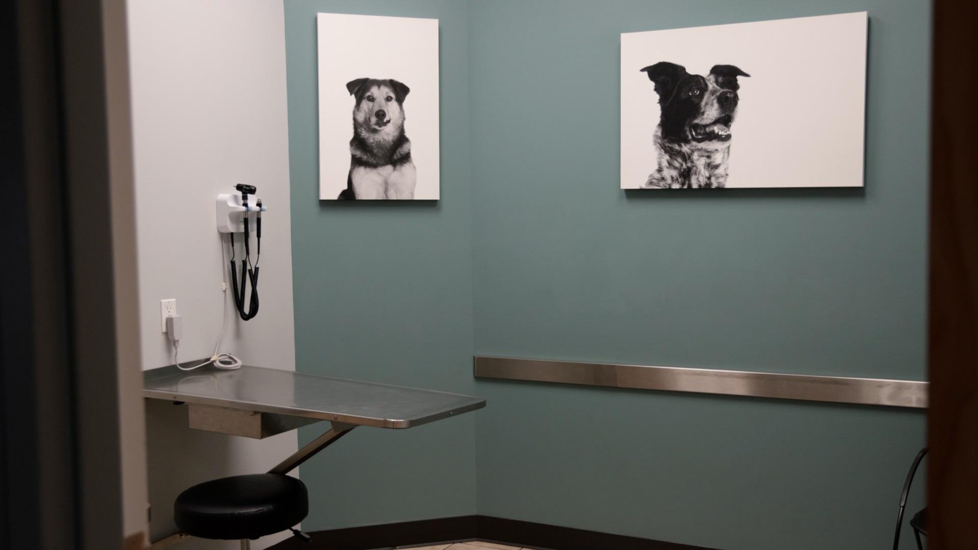 Image 19 | VCA Alameda East Veterinary Hospital
