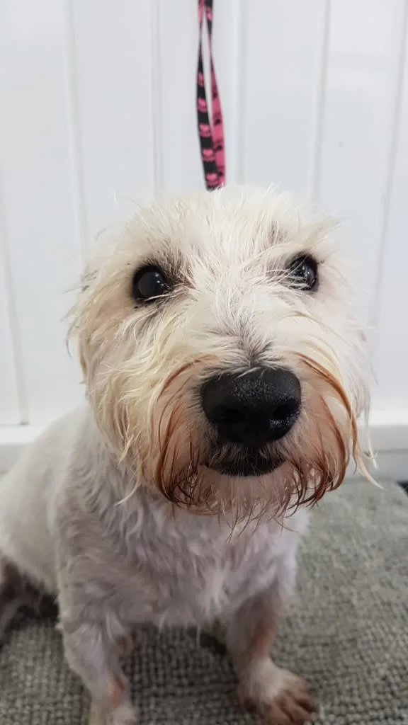 Images Karens Canine Cuts