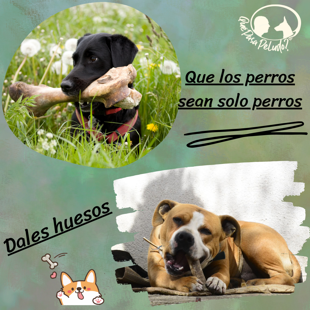 Images Qué Pasa Peludo? Adiestrador Canino La Rioja