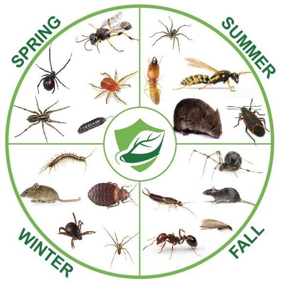 Elite Pest Solution