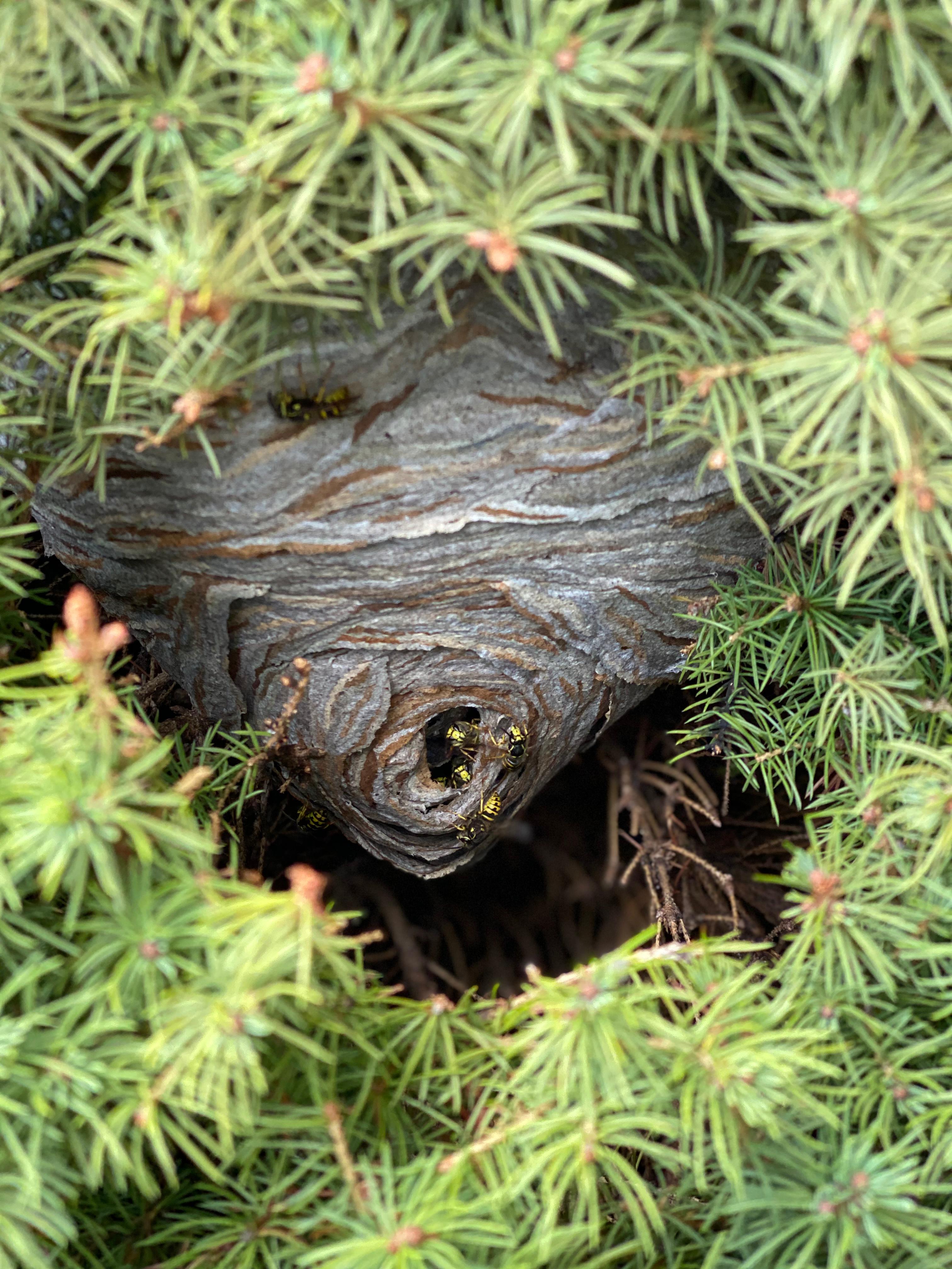 Yellow jacket wasps nest in Gibsonia, PA