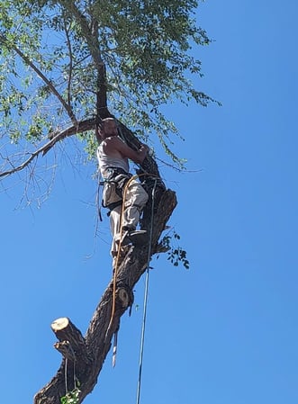 Images Lusher Tree Services
