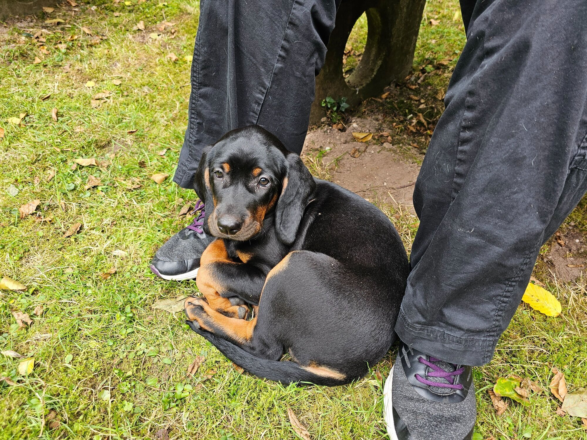 Bilder Miris Hundeschule