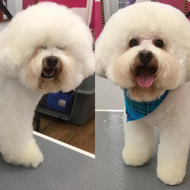 Images Woof Gang Bakery & Grooming Sarasota