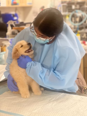 Images VCA West Los Angeles Animal Hospital