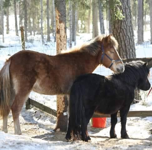 The best addresses for Other Companies & Services - Animals - Horse in  Forssa. There are 17 results for your search. Infobel Finland
